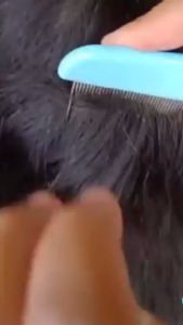 Paket Peditox Serit Besi Gagang Panjang Kemasan Mikasisir Kerap Sisir Kutu Peditok