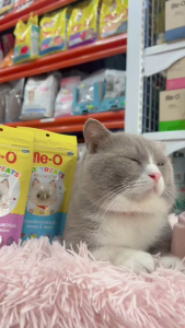 BÁNH THƯỞNG ME-O CHO MÈO NHIỀU VỊ GIÒN TAN