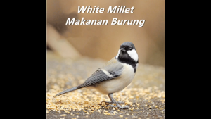 Makanan Burung Bird Proso Millet USA Sambau Burung Sekoi Burung