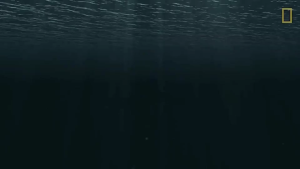 Mô Hình Khủng Long Plesiosaurus