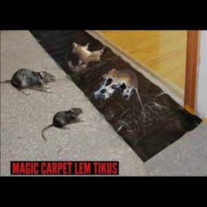 Lem Tikus perangkap tikus jebakan tikus