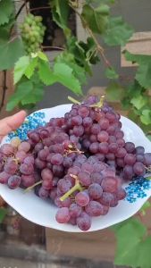 Bibit Anggur Import Jupiter Genjah Hasil STEK Bisa Tabulampot