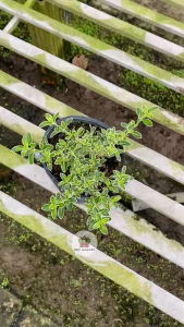 Chậu Bạch Tuyết Mai - Chiều cao tổng tầm 15-25 m - Lọc không khí tốt!