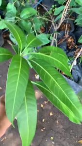 Bibit Mangga Kiojay Hasil Okulasi Cepat Berbuah