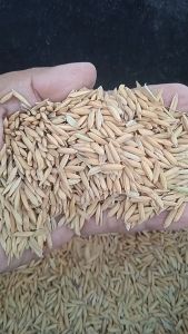 Gabah Padi Beras Putih Kering Pakan Ternak Ayam Burung Kemasan 1 kg