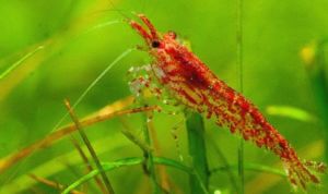 CHERRY SHRIMP / RED CHERRY SHRIMP（樱桃米虾）（DELIVER TIME:MONDAYTUESDAYWEDNESDAY）（CASH ON DELIVERY IS NOT ACCEPTED）