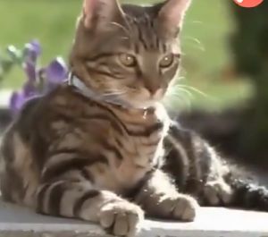 ปลอกคอกันเห็บสัตว์เลี้ยง ใช้งานได้ถึง 8 เดือน แมวหมาได้หมด มี4 สี