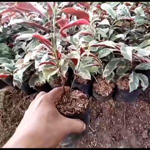 Bibit Tanaman Daun Sambang Darah / Sambang Getih Super Murah