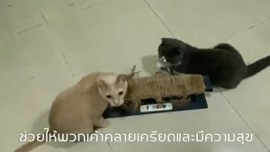 Petzania Matatabi Spray 60ml สำหรับน้องแมว มาทาทาบิสเปรย์ สเปรย์แมวเคลิ้ม แมวฟิน