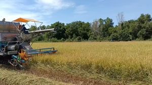 4Tree ส่งไว 3 ชุด สารเสริมประสิทธิภาพ, สูตรอิออน, พืชโตเร็ว, แท้, ซอง ของแท้ 4Tree หรือ โฟร์ทรี