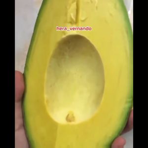 Bibit Alpukat Cuba Okulasi Super