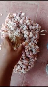 Bbit Bawang Merah Varietas Tajuk