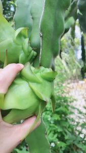 chậu cây giống thanh long da xanh ruột tím " Green AX Dragon Fruits " cây giống nhập khẩu