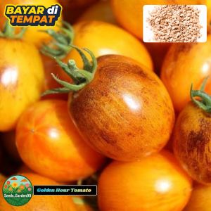 10 BUTIR BIJI/BENIH TOMAT MINI GOLDEN HOUR