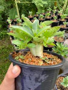 ชวนชม สงขลาผสมแปล๊บเล็ก กระถาง6นิ้ว(ถอนส่ง