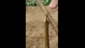 [HCM]KÉO GHÉP CÂY - GHÉP CÀNH 3 CHỮ GHÉP U V Ω GHÉP NHANH