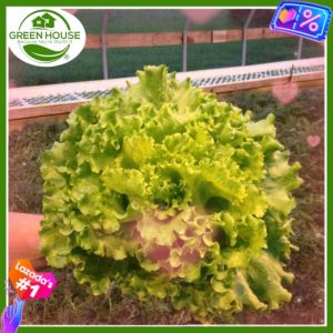 Green House® - Lettuce Australian Yellow Seeds for Planting Salat (100 Seed) incl. Planting Instruction Australian Gele