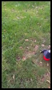 ใบตัดหญ้า 10 นิ้ว 24 ฟัน พร้อมตะปูแหลม ใบเลื่อยวงเดือน ตัดหญ้าขนาดใหญ่ มีตะปูคม แข็งแรง ทนทาน ราคาถูก จัดส่งจากไทย