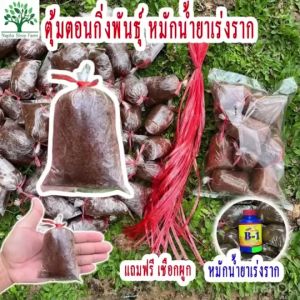 ตุ้มตอนกิ่ง ชุดจำนวน 50 ตุ้ม หมักน้ำยาเร่งราก แถมฟรีเชือกผูกตุ้ม