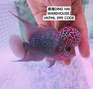 NEW STOCK COMING.. OFFER ..4 INCH HIGH QUALITY KING KAMFA MALAO BiG KOK FLOWER HORN FISH..... bigkok .. limited stock.. SIAPA cepat dia dapat...精选出来4吋大水头红金花马骝罗汉又驾到!