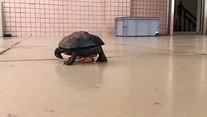 GreYi [ 2 Unit ] Finger board Mini Finger Skateboard  /mini Skateboard / skateboard jari / Fingertip Movement / Childrens Educational Toys Creative