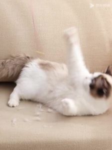 Pet Hair Remover Lint Fur Remover Reusable Roller Cat Dog Hair Brush Roller Carpets Clothing Cleanin