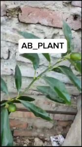 Bibit Jeruk Nagami Siap Berbuah Super Okulasi