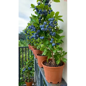 50seeds/pack Blueberry Seeds for Planting Fruits  Seeds Dwarf Fruit Tree Plants Seedling Potted-A612