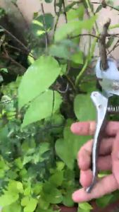 Kéo Làm Vườn Kéo Cắt Tỉa Cành SK5 Kéo Bấm Cắt Tỉa Cây Cảnh Kéo Cắt Tỉa Vườn Hoa BonSai Sắc Bén Mạnh Mẽ Cao Cấp