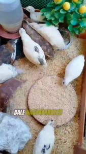 Quail Fertle eggs- pure jumbo line good for hatch
