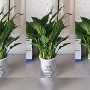 红掌白掌一帆风顺盆栽水培土培办公室内客厅好养四季常青绿植花卉