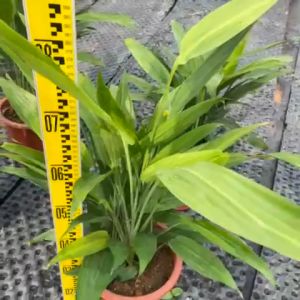 TKL - Rhapis Excelsa Broadleaf Lady Palm