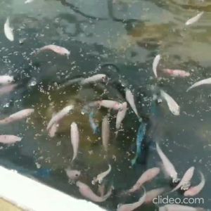 PELET MEM 300-500 Repack 500 gram kilogram Pellet Ikan 500gr 500gram