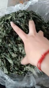 Lá đắng chữa dạ dày (lá cơm kìa) lá rau đắng rừng khô nấu canh dân tộc vùng cao tây bắc