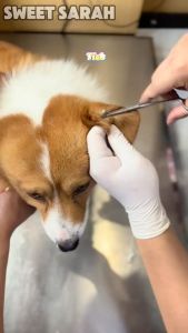 Flea and Tick Remover for Dog: Anti-Tick Flea Lice and Mite Remover Anti Garapata Killer Spray for Dog and Cat 500ml