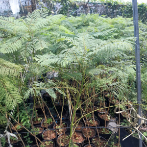 Combo 2 cây giống phượng tím (ảnh cuối) hoa chùm màu tím  hình chuông độc đáo