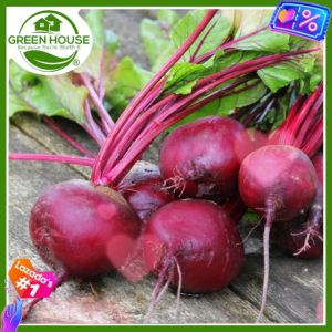 Green House® - Fresh Beetroot Seeds buto ng gulay (40 Seed) Sugar Beets incl. Planting Instructions to Plant