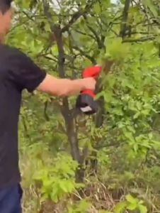 Chain Saw 4 Inch 25V Mini Cordless Electric Chain Saw Rechargeable Portable Chain Saw Woodworking Power Tool Keimav