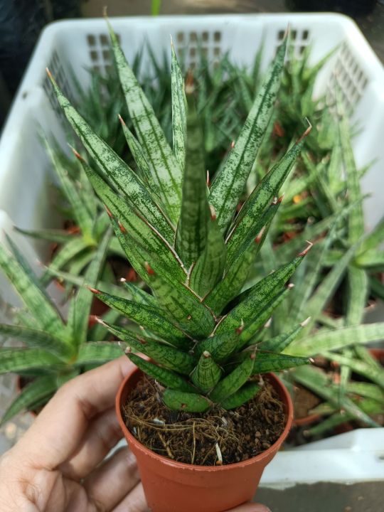 Sansevieria francisii | Lazada PH