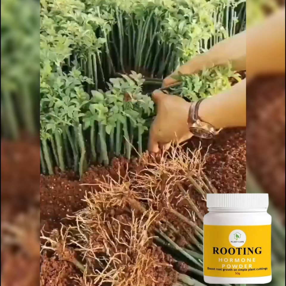 GrowFast Rooting Hormone 50g – Root Booster for Cuttings Seeds Transplanting | Organic Plant Root Enhancer