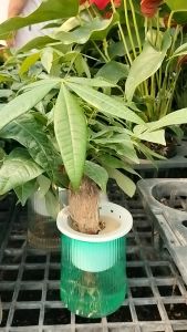 ต้นไม้ไม่ต้องห่วงรดน้ำ ศุภโชคในกระถางเลี้ยงน้ำ #ศุภโชค #Money Tree GuianaChestnut Malabar Chestnut หรือ Saba Nut) แบบตอลำต้นตรง #ไม้มงคลยอดนิยม #ประดับตกแต่งบ้าน สำนักงาน คาเฟ่ สายมู ต้องมี ไม้ที่นิยมในไทย และ ต่างประเทศ เห็นได้ตามซีรีย์ เกา และ จีน