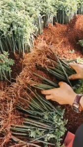 TK Root system surges ultra rooting 1000g rooting hormones for plant cuttings