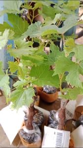 BIBIT ANGGUR CANDY SWEET IMPORT