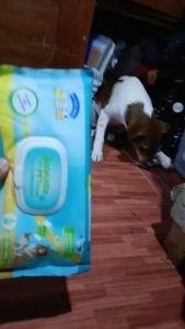 Pet Eye Ear WET WIPES Tear Stain Remover Cleaning Wipes Cat Dog Cats Dogs Pets Essentials 20x30cm
