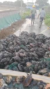 （高端精品龟）中华草龟产蛋观赏煲汤纯种够年份的本土老龟杂食健康好养品种