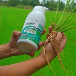 Phân bón lá Nakawa Plus 500ml ra rễ mạnh đẻ nhánh tập trung tăng chồi hữu hiệu