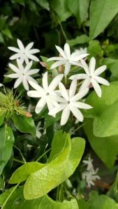 มะลูเปอร์ ไม้ไทยดอกหอม ดอกไม้สีขาว ไม้เลื้อยขนาดเล็ก การฟื้นฟู 50ซม