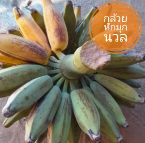 กล้วยหักมุกนวล กล้วยหักมุก (หน่อ)​