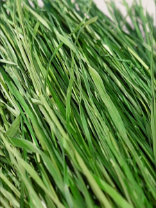 cỏ khô timothy Jessie hàng xanh loại 1 dành cho thỏ bọ sóc bắc mỹ - T3 PETS SHOP