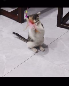 Long Rod Wire Cat Teaser with Feather Bell and Ring